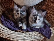 Kitten Maine Coons - Moers