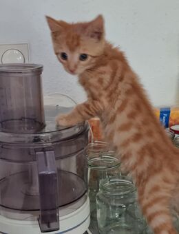 Babykatzen Kitten - Tönisvorst