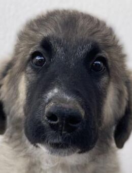 Groot, geb. ca. 07/2023, Griechenland - Markdorf