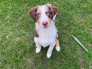 Nur noch dieser süße Australian Shepherd Welpe - Duisburg