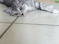 Katze oder Kater gesucht - Essen