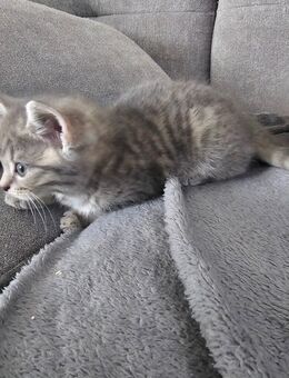 4 Kleine Katzen zu verkaufen NOCH 2 VERFÜGBAR - Holzheim (Landkreis Dillingen (Donau))