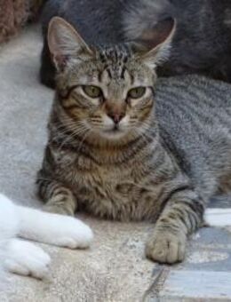 Loky - auf der Straße gefunden (ALO) - Geisenheim