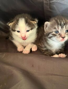Katzenbabys - Ducherow