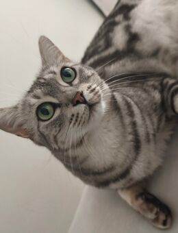 Bengal Katze sucht neues zuhause - Thedinghausen