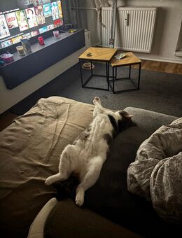 Pablo sucht ein neues Zuhause - Berlin Marzahn-Hellersdorf