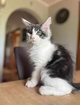 Maine Coon Katzenbaby - Siegen (Universitätsstadt)