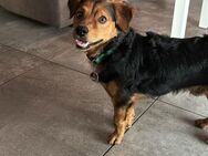 Hund abzugeben - Dissen (Teutoburger Wald)