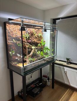 Schlangen Terrarium inkl. Schlange - Bamberg