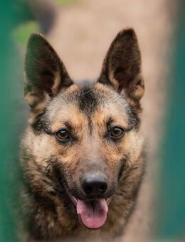 Freundliche und intelligente Terry - Süderholz