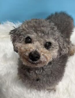 Eunwoo sucht Zuhause oder PS ♥ - Ebstorf (Klosterflecken)