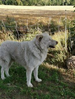 Toshi auf Pflege in Brandenburg - Marienfließ