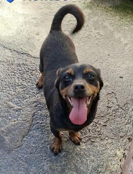 Romeo - ein sehr freundlicher Hund - Höchst (Odenwald)