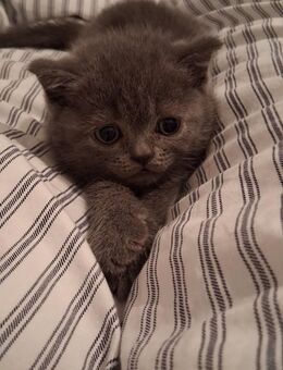 BKH Kitten - Ahlen