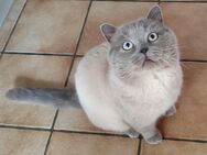 Reinrassige BKH - Blue Point Kätzchen Kitten zu verkaufen. - Markt Rettenbach