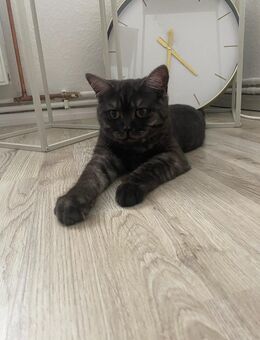 Bkh Kater - Wilhelmshaven