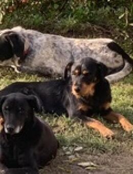 Ronny mit Video - Frankfurt (Main)