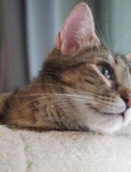 Chloe, soziale junge Katze - Ingolstadt