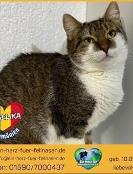 Angelika sucht ihr Für-immer-Zuhause! - Waakirchen