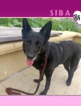 ⭐️ SIBA ⭐️ - HERZENSMENSCHEN GESUCHT! - Alfeld (Leine)