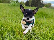 Chihuahua Bruce sucht ein Zuhause - Regis-Breitingen