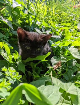 Herzallerliebstes Katzenbaby in liebevolle Hände abzugeben - Deggendorf