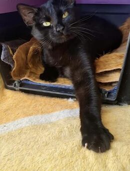 PAMI sucht FÜR IMMER Zuhause ♥️ - München