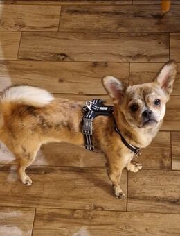 Tobi sucht ein zuhause - Mendig