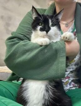 🐾 Oreo Charmeur sucht Kuschelplatz 🐾 - Eislingen (Fils)