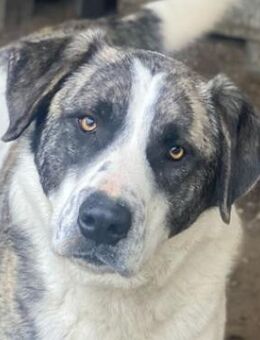 Snickers, geb. ca. 02/2023, Griechenland - Markdorf