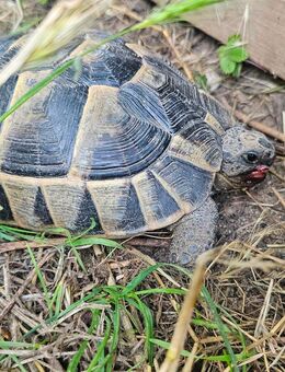 Zwei gesunde Maurische Landschildkröten (Testudo graeca) mit Papieren – nur zusammen abzugeben - Frankfurt (Main)