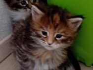 Xxl 2x Mädels Maine Coon Kitten - Bechhofen (Bayern)