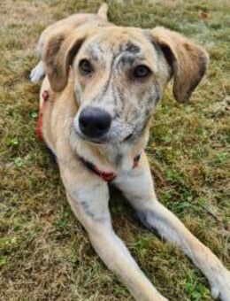 Pupcake Nala sucht ihre Familie - Eixen