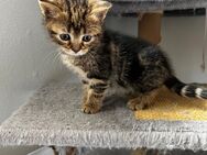 BHK-Kitten Mix - Frechen