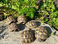 Griechische Landschildkröten 2023 - Feichten (Alz)