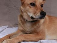 ERIKA - junge, katzenverträgliche Hündin - Neudenau