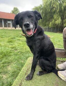 Gina fitte Seniorin auf 3 Beinen - Bückeburg