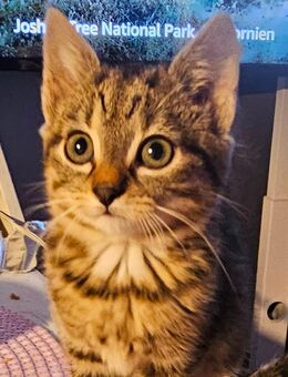 Kitten suchen ihr Zuhause - Bocholt