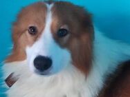 Lanny❤️sucht seine Lieblingsmenschen - Rott (Inn)