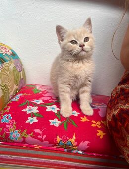 Reinrassige bkh kitten Creme tabby - Duisburg
