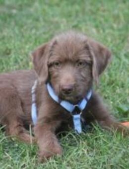 Tollpatschiger Cofy - Ellerbek