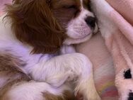 Liebevolle Cavalier King Charles Spaniel Welpen suchen ein Zuhause! - Hagen (Stadt der FernUniversität)