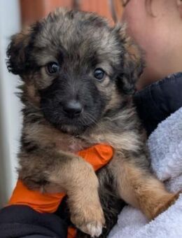 Süßer, lieber Welpe Bommel - Kallmünz