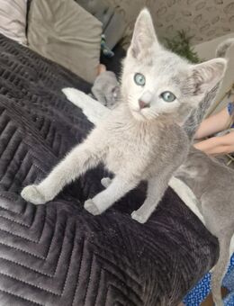 Russisch Blau Kitten - Schöppingen