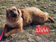 🌷Livia sucht für immer zu 🏡e - Bissingen