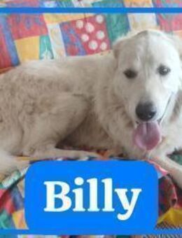 Billy1 - Rieden (Rheinland-Pfalz)