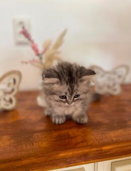 Wunderschöne reinrassige Kitten, Katzen ab sofort abgabebereit - Zossen