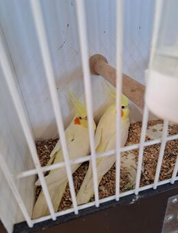 Nympfensittche Weibchen - Coesfeld