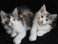 Maine Coon Kitten aus seriöser Hobbyzucht suchen ein Zuhause - Laupheim