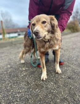 PATCH hofft auf ein Wunder 🐾🐾♥️ - München